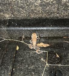 早起きなカエルさん