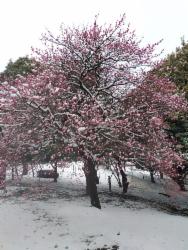 梅の花と雪